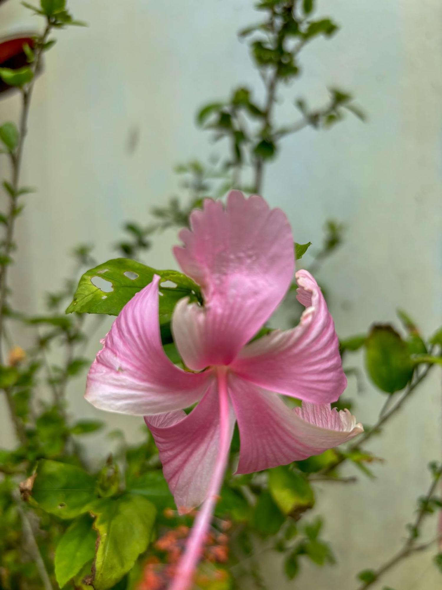 Les Fleurs House Bed & Breakfast Khao Lak Exterior photo